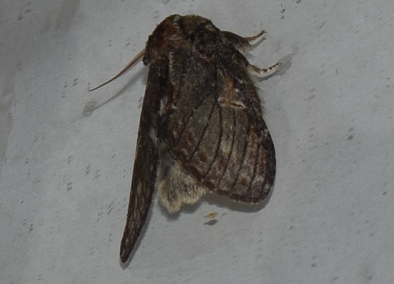 Notodontidae? S, Peridea anceps